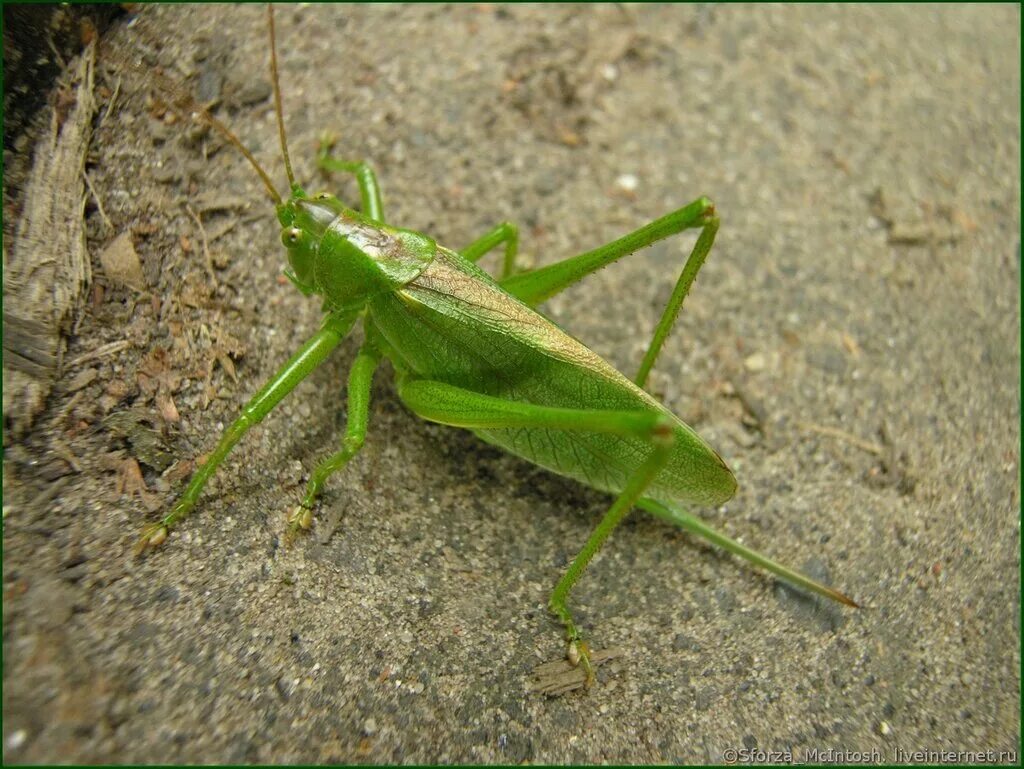 кузнечик саранча кобылка богомол. кобылка кузнечик и саранча отличия. мадагаскарский кузнечик. саранча и кузнечик. сверчки кузнечики саранча.