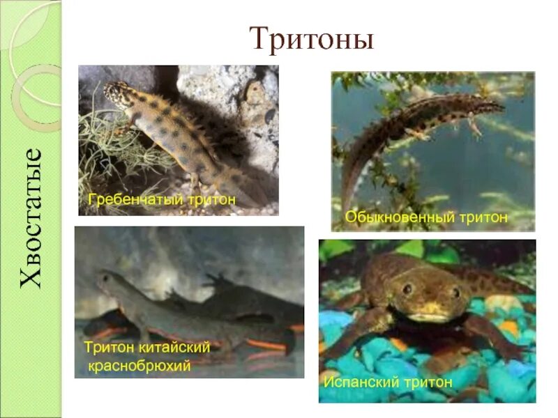 Гребенчатый тритон развитие прямое. Тритон обыкновенный и тритон гребенчатый. отряд хвостатые тритон гребенчатый. обыкновенный и гребенчатый тритоны. гребенчатый тритон размножение.