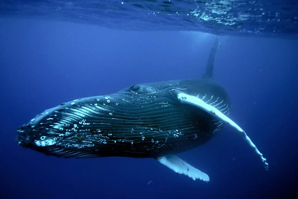 Самые большие животные список. Голубой кит Balaenoptera musculus. Голубой кит в Антарктиде. Синий голубой кит блювал. Кит фото.