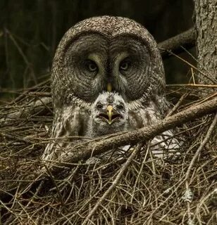 Крик филина