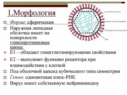 Морфология вирусов