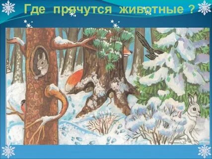 Куда диком