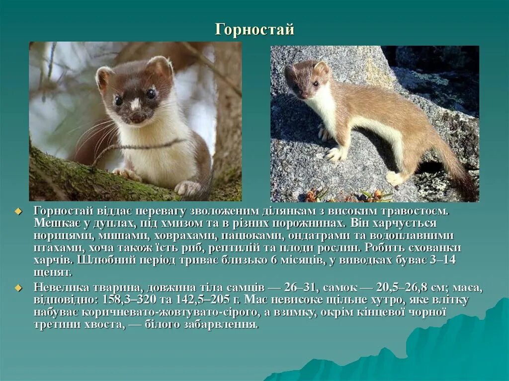 Горностай. Сообщение о ласке животное. Горностай доклад. Ласка фото и описание. Горностай в тайге.