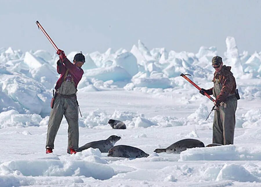 Сил хантер. Seals игра. Сил хантер. Сил хантер. Сил хантер.