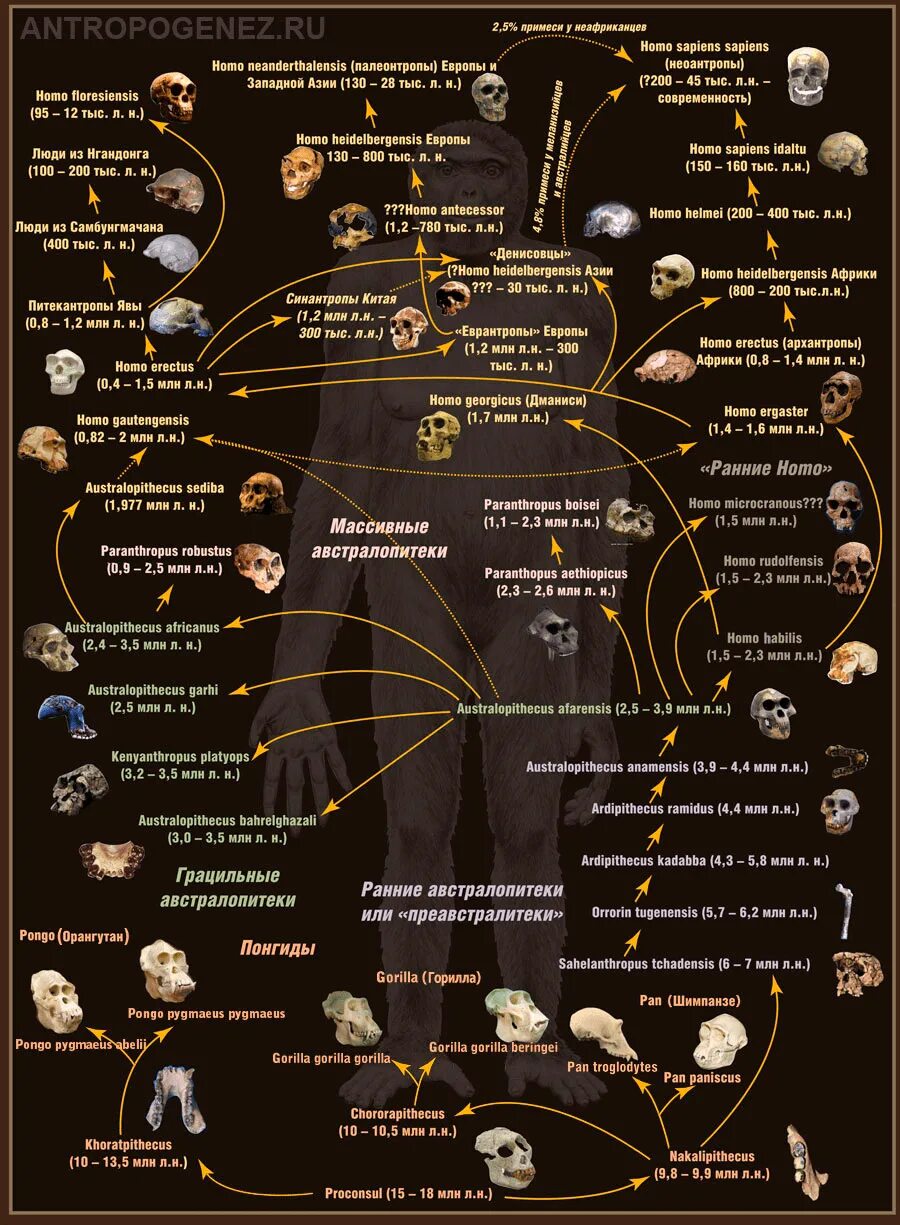 Эволюционные предков человека. Эволюция человека генеалогическое Древо человека. Родословное Древо человека Антропогенез. Эволюционное Древо гоминид схема. Хомо сапиенс ветвь развития.