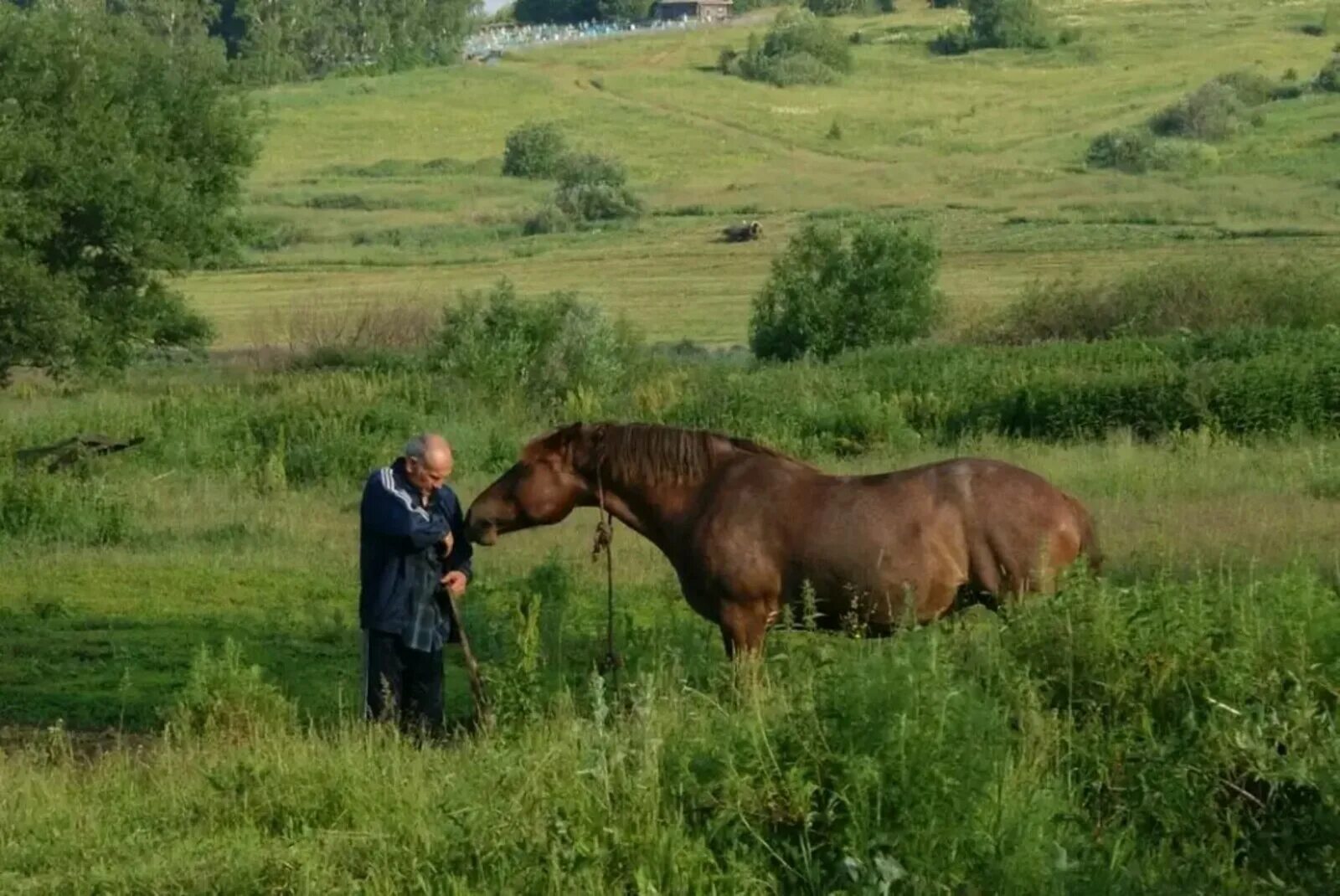 Село лошадка