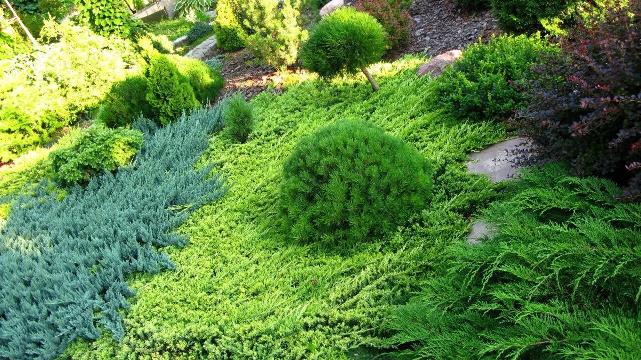 Juniperus horizontalis wiltonii. Можжевельник горизонтальный в ландшафтном. Juniperus horizontalis wiltonii. Можжевельник казацкий блю чип. Можжевельник горизонтальный андорра вариегата.