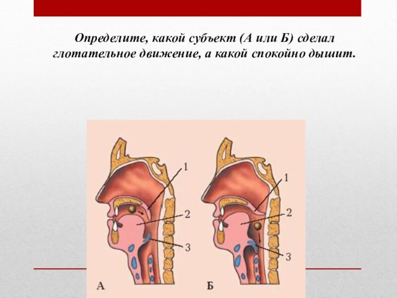 Сделайте подряд несколько глотательных движений
