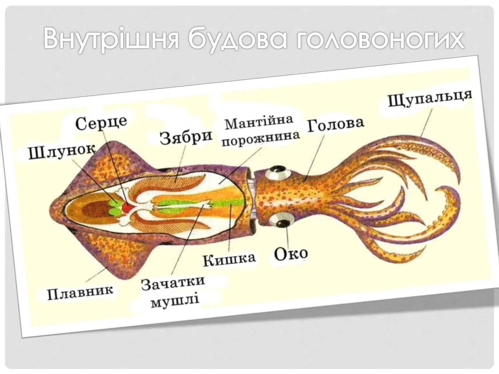 Отдел головоногие. Строение головоногих моллюсков. Внешнее строение головоногих моллюсков. Головоногие строение ЕГЭ. Строение глаза головоногих.