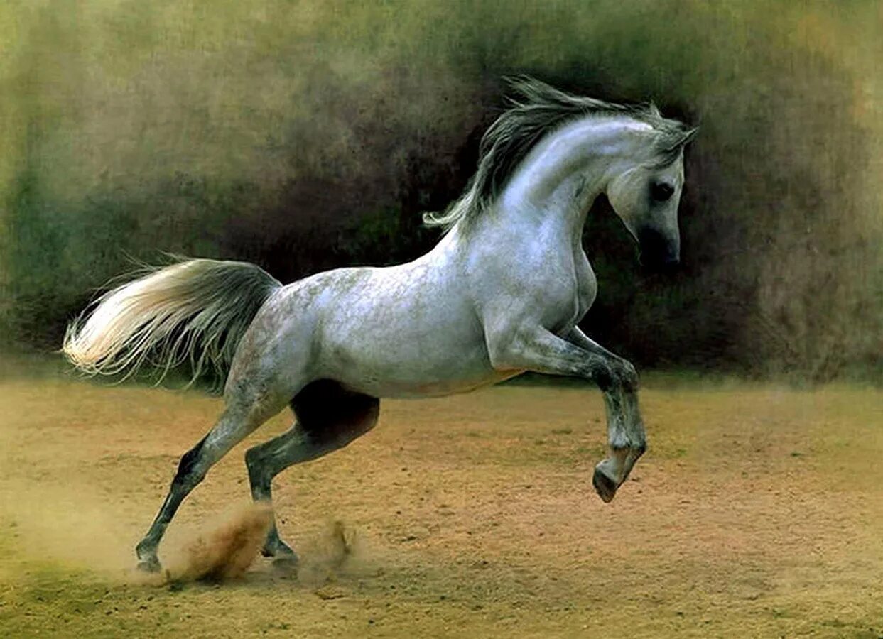 Арабская лошадь 5