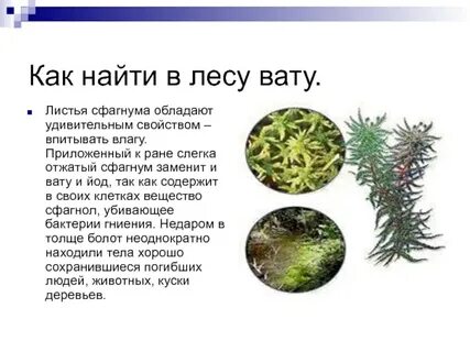 Для сфагнума характерно