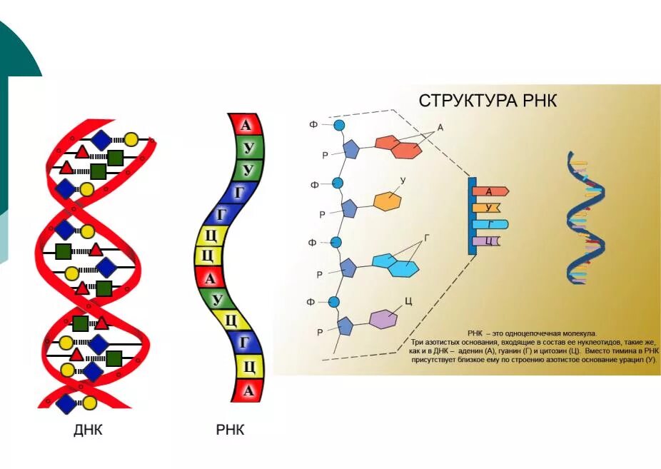 Ген это фрагмент молекулы. Различия первичной структуры ДНК И РНК. Схема структуры РНК. Структура молекулы РНК. Структура молекулы РНК схема.