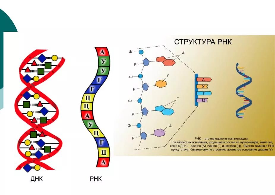 Различия первичной структуры ДНК И РНК. Схема структуры РНК. Структура молекулы РНК. Структура молекулы РНК схема. Рисунок молекулы рнк