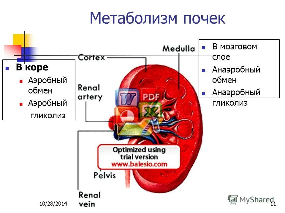 Каковы функции почек. Метаболическая функция почек. Энергетический обмен в почках биохимия. Метаболизм почек биохимия. Участие почек в обмене веществ.