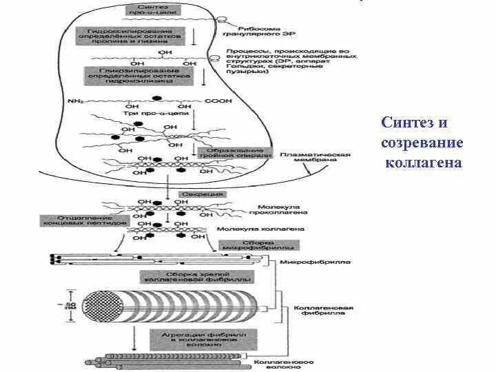 Синтезируют коллаген. Синтез коллагена биохимия схема. Схема этапов синтеза коллагена. Биосинтез коллагена биохимия этапы. Синтез коллагена схема.