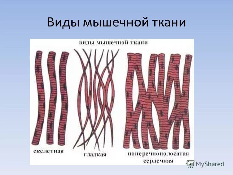 Клетки мышечной ткани называются