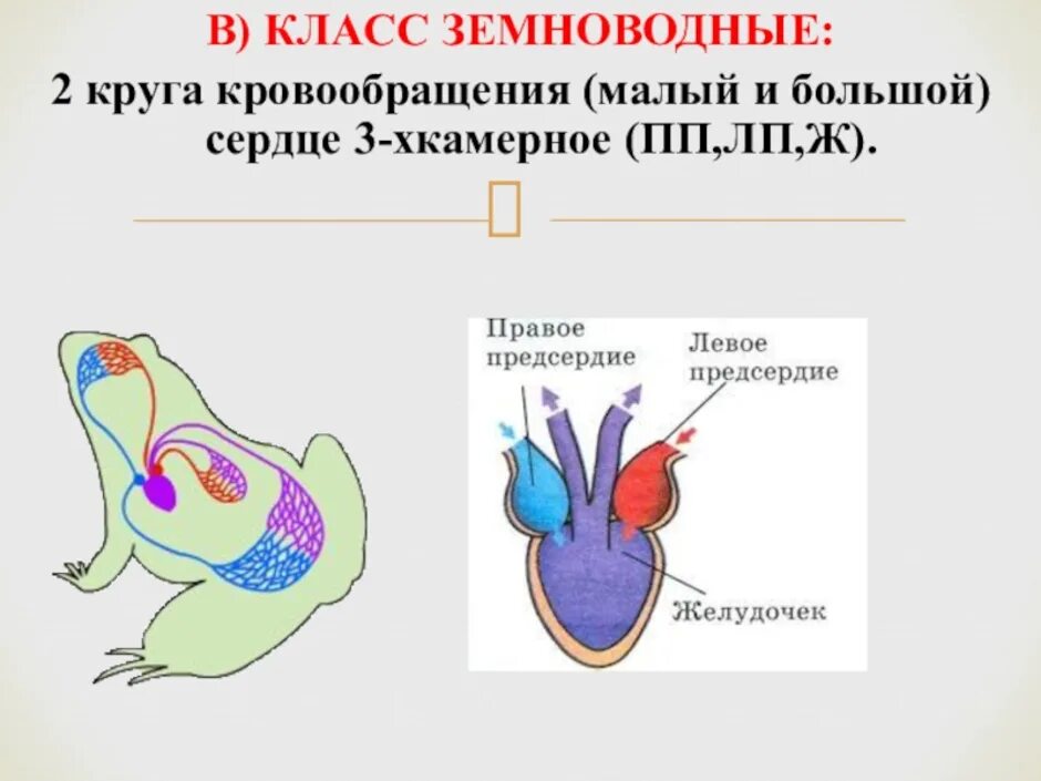 Животное имеет один круг кровообращения. Кровеносная система амфибий схема. Кровеносная система система лягушки. Кровеносная система земноводных схема. Малый круг кровообращения лягушки схема.