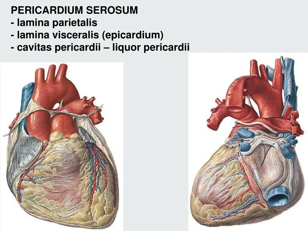 Cordis латынь. Ламина париеталис. Cavitas pericardii. Parietal pericardium.