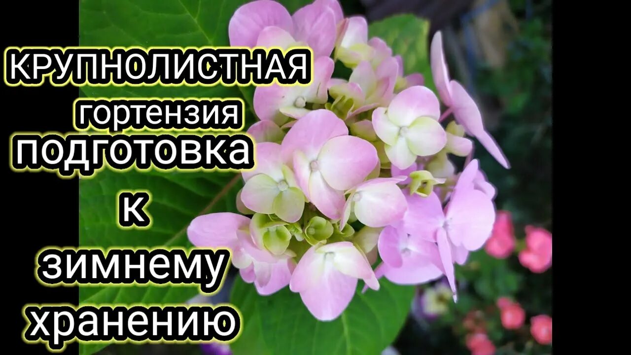 Как сохранить букет гортензии на зиму. Гортензии купленные зимой сохранить до весны.