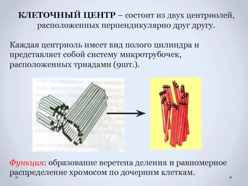 Клеточный центр отсутствует. Строение клетки клеточный центр строение и функции. Клеточный центр функции биология. Клеточный центр функции органоида. Органоид клеточный центр строение и функции.