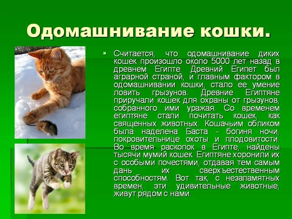 Как кошка стала домашней