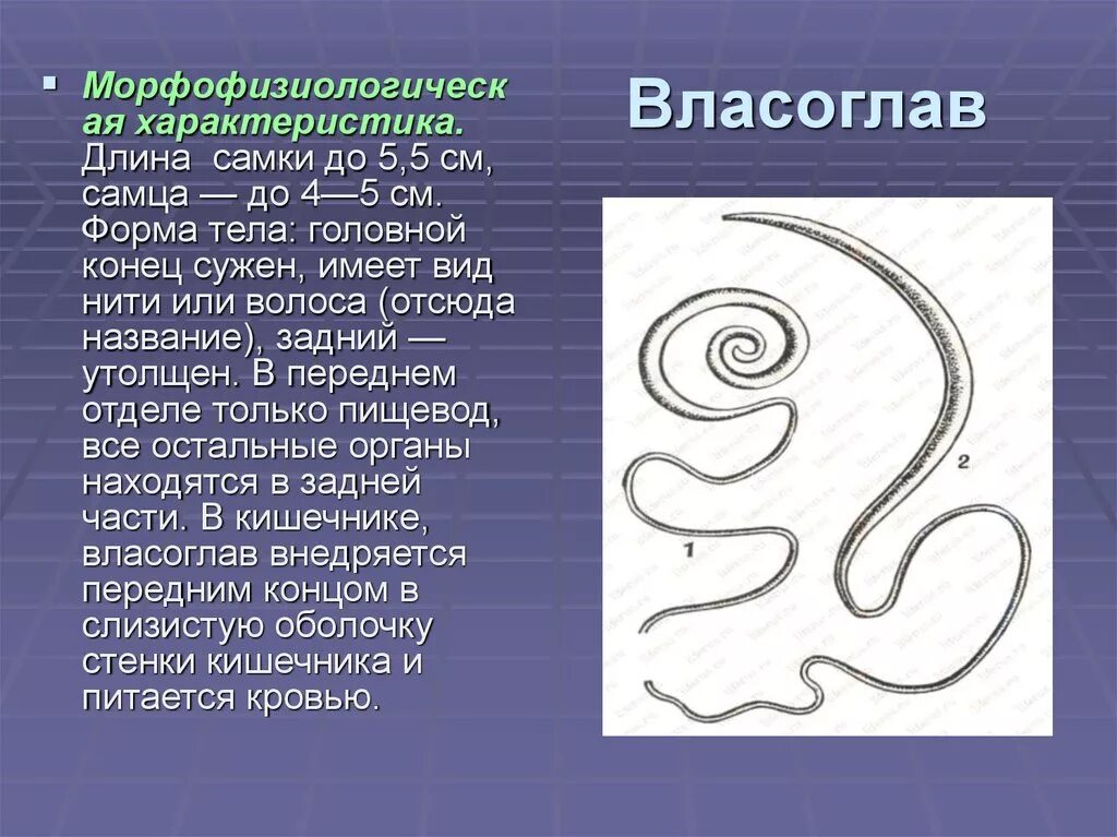 Власоглав это. Власоглав человеческий морфология. Власоглав человеческий самка. Власоглав самка и самец. Спикула у власоглава.