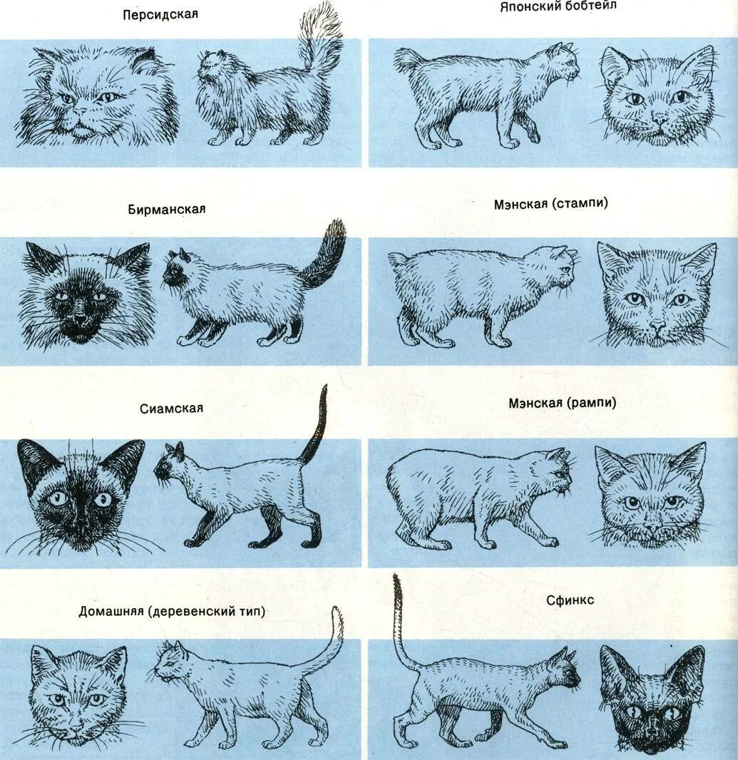 Форма тела кошки. Форма тела у разных пород кошек. Размер кошки. Телосложение кошки.