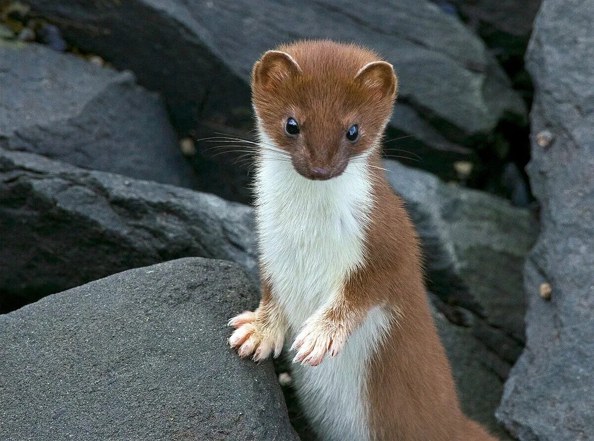 Горностай хищное животное. Солонгой Забайкальский. Горностай (Mustela erminea). Горностай и ласка. Патагонский горностай.