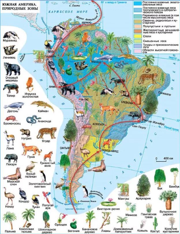Северные материки 7 класс природные зоны. Карта растительности Южной Америки. Карта природных зон Южной Америки. Растительный и животный мир Южной Америки на карте. Флора и фауна Южной Америки карта.