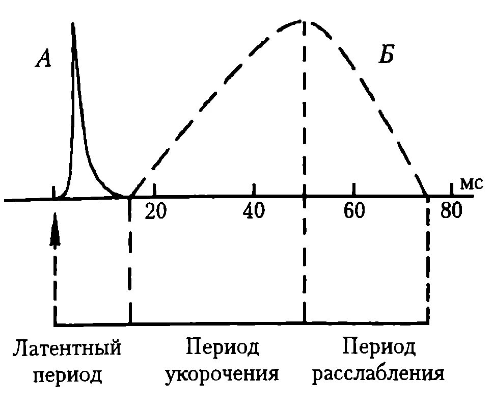 Пд мышц. Потенциал действия скелетной мышцы график. график потенциала действия скелетного мышечного волокна. график пд мышечного волокна. пд скелетной мышцы график.