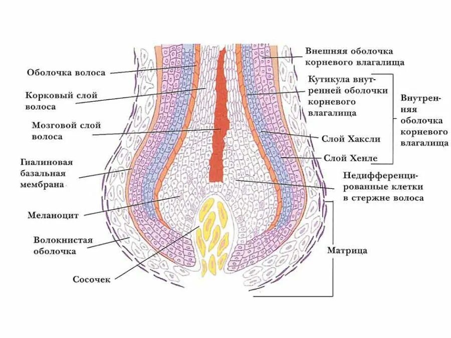 Слои корня волос. Строение волосяного фолликула схема. Строение волоса структура волосяного стержня. Строение корня волоса. Строение корня волоса гистология.