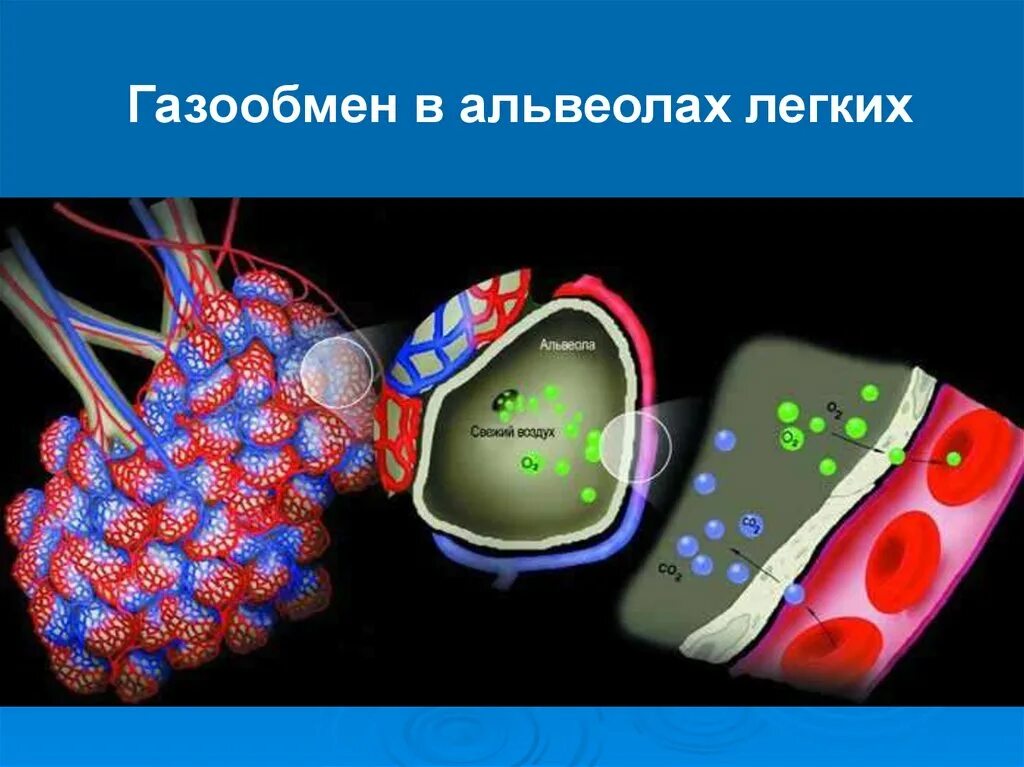 Транспорт дыхательных газов кровью. Клеточное дыхание егэ. Внешнее дыхание и тканевое дыхание. Внутреннее клеточное дыхание. Газообмен в лёгких 8 класс биология.