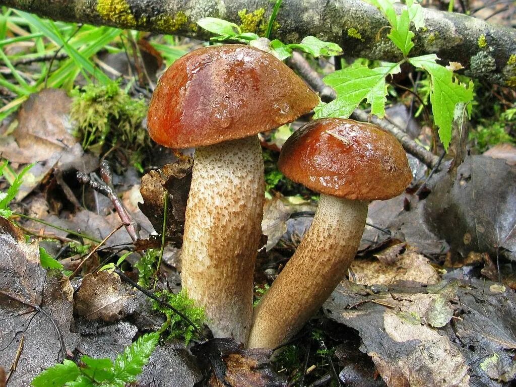 Подосиновик красный (Leccinum aurantiacum). Боровик подберёзовик подосиновик Лисичка. 2 Гриба подосиновика. Подберезовик масленок Боровик. Грибочки 2