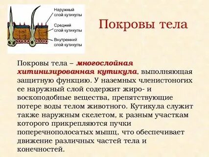 Какие покровы у простейших