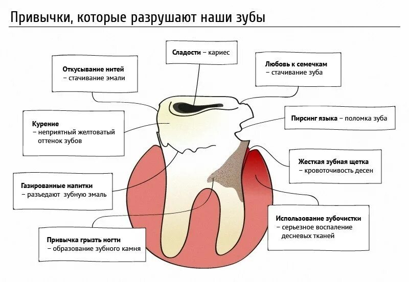 Почему разрушаются зубы как сохранить их здоровыми. Привычки которые разрушают зубы. интересные факты о зубах. интересные факты о стоматологии. стоматология интересное.