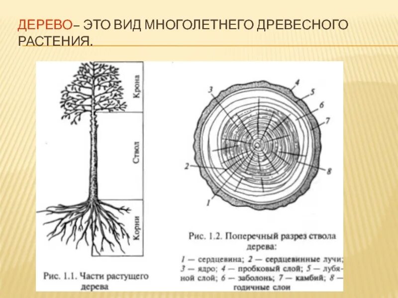 Виды ствола растений