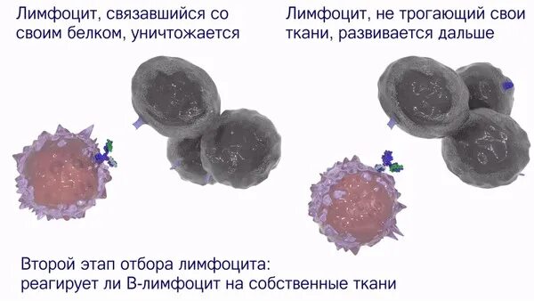 Т лимфоциты. B-лимфоциты. Т И Б лимфоциты. B лимфоциты строение. Размер лимфоцитов