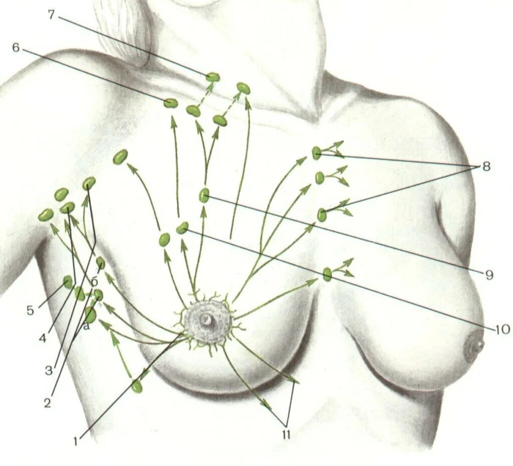 Регионарные лимфоузлы грудной железы. Молочная железа регионарные лимфатические узлы. Узел Зоргиуса и Бартельса. Лимфоузел Зоргиуса расположение. Лимфоузлы молочных желез норма