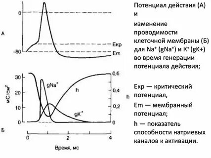 График изменения потенциала