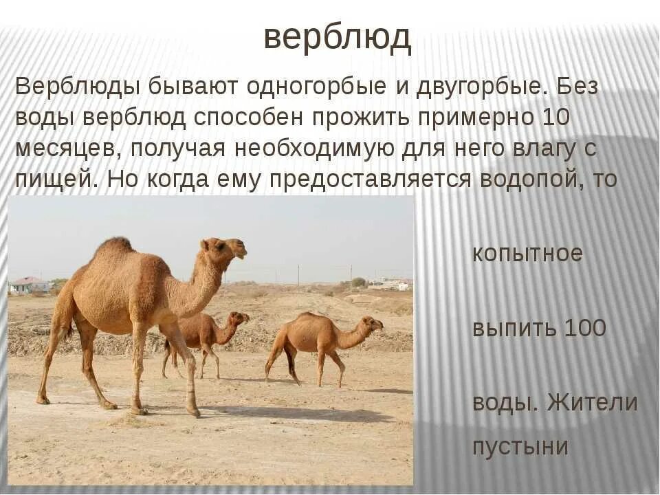 Приспособления верблюда. Верблюд презентация. Доклад про верблюда. Приспособленность верблюда к пустыне. Двугорбый верблюд среда обитания.