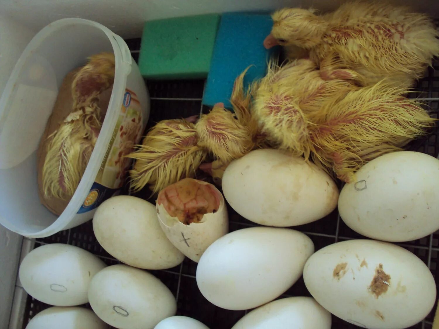 Гусиные яйца для инкубации купить. Гусиные яйца гусята. Гусиные яйца в инкубаторе. Инкубация гусиных яиц. Инкубация яиц гусей.
