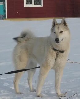 Собака лайка красноярск