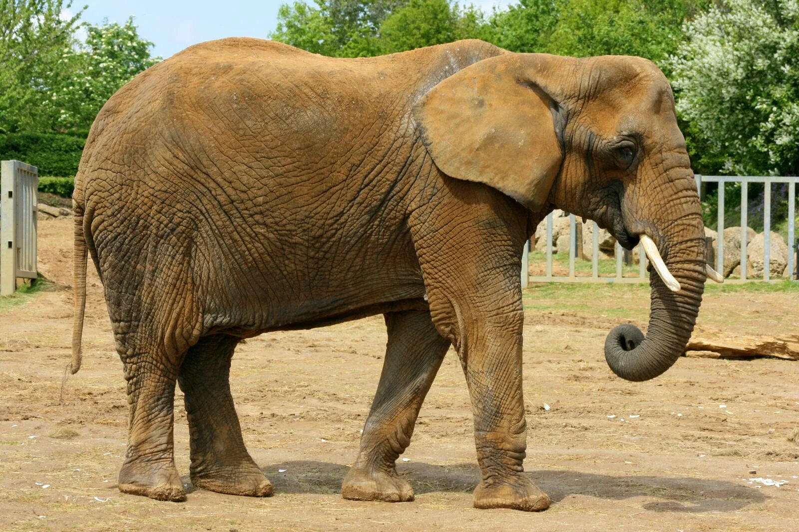 Слон настоящий. Слонëнок ностаящий. Лепим слона. Лепка слон. Elephant present