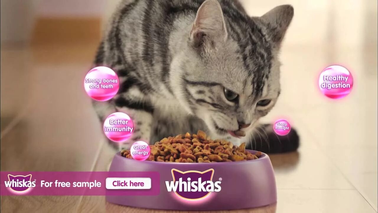 Кольцами дым песня вискас. Кошачий корм вискас. рекламы с котами кошачий корм. вискас мемы. кот вискас.