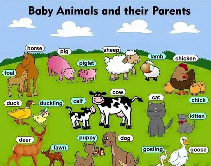 Parents names