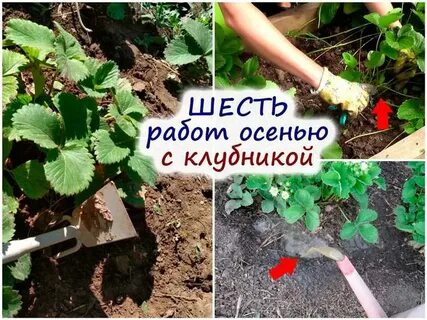 Клубника после срезки