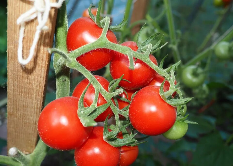 томаты черри отзывы сорта. томат черри ира. томат черри красный f1. томат черри негро f1. томаты черри отзывы сорта.