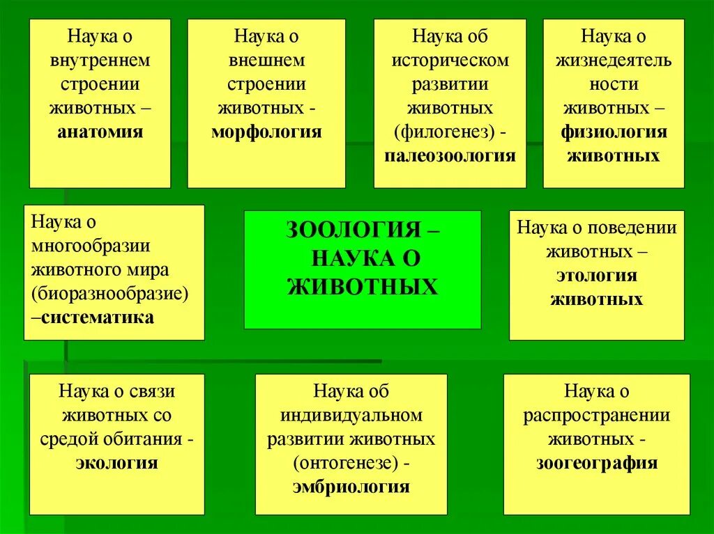 Какие науки бывают в биологии. Науки о животных. Зоология наука о животных. Система наук о животных. Название наук о животных.