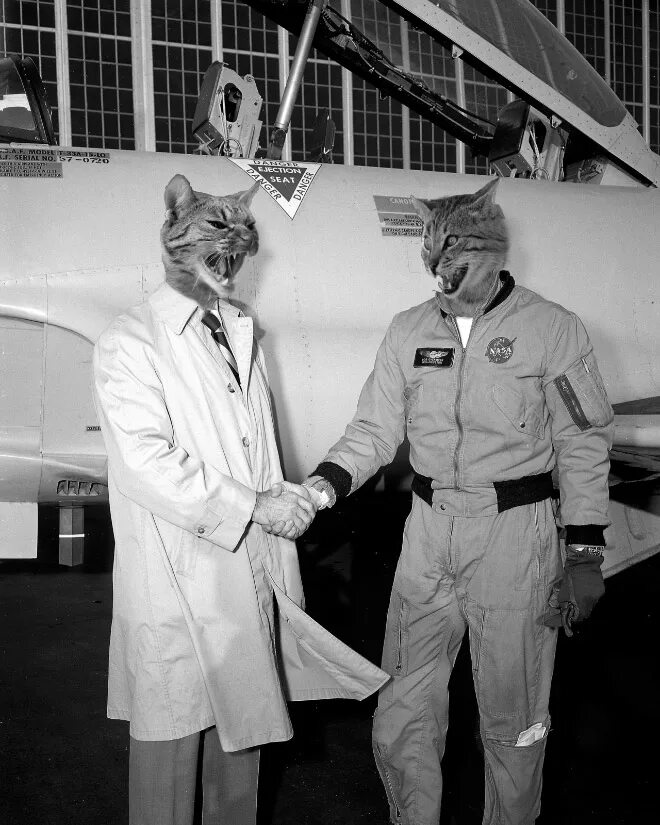 Котик химик. Cat science. Ученая кошка. Кошка ученый строитель. Ученая кошка.