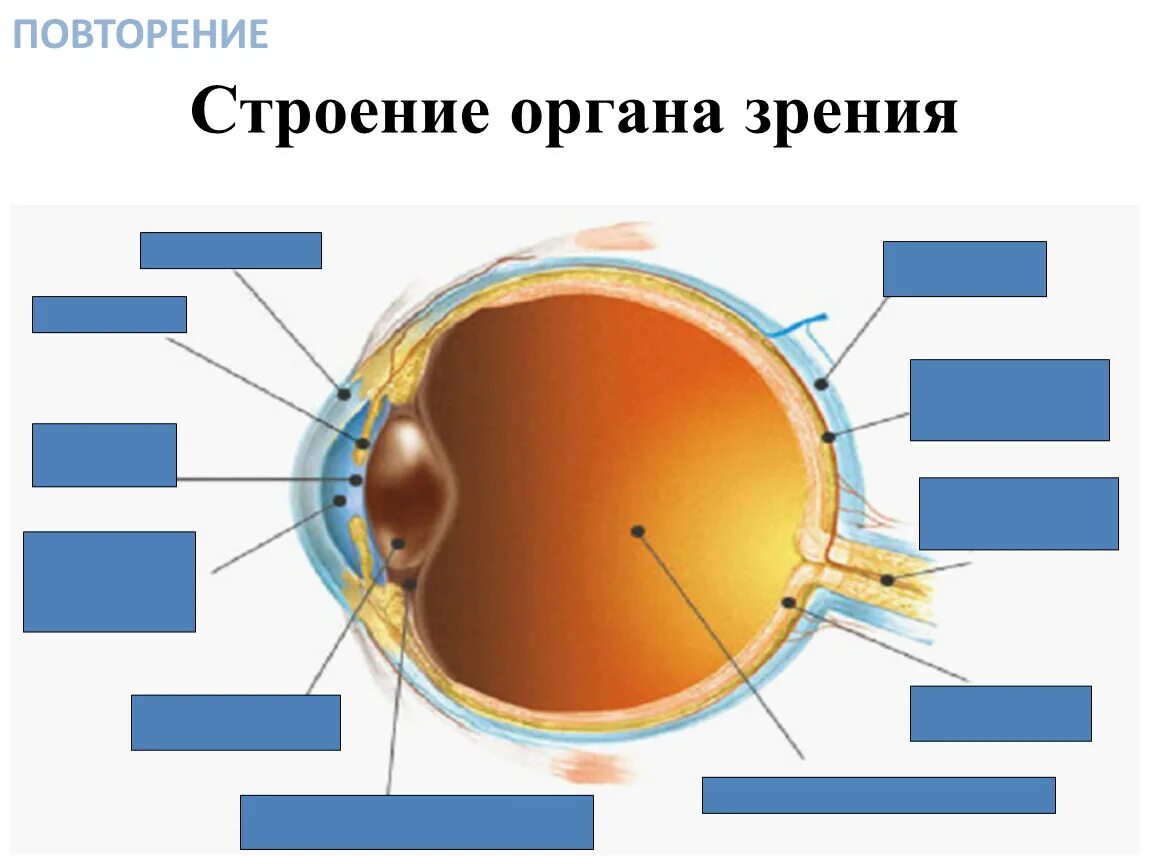 1 орган зрения строение. Строение органа зрения. Орган зрения анатомия. Строение зрительного анализатора. Органы чувств и их значение строение органа зрения.